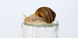 蝸牛,殼,軟體動物