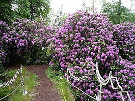 杜鹃,灌木,开花