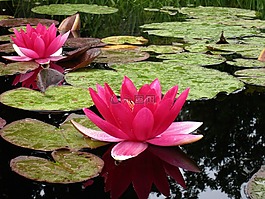 睡蓮,紅色,灰塵