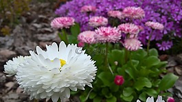 黛西,白,春