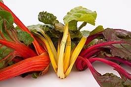 甜菜,草本稈,蔬菜