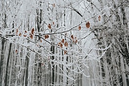 雪,冬天,白