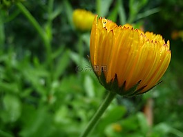 萬(wàn)壽菊,橙色,夏天