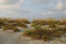 海燕麥,沙丘,海灘