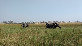 哺乳動物,草,草原