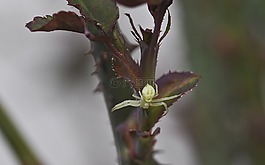 蜘蛛,dorsata,关闭