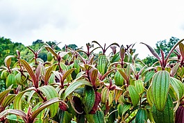 木材,中。,水平