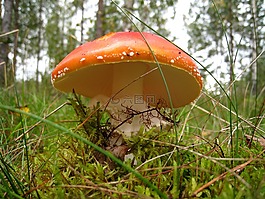 蘑菇,秋季,森林