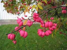 benved,布什,鮮花
