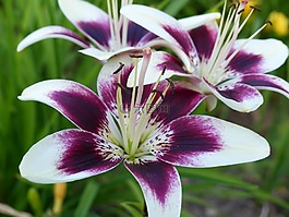 亞洲百合,百合卡布奇諾,開花