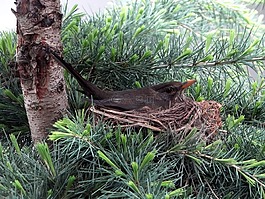 黑鳥,品種,鳥巢