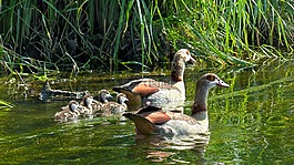 nilgans,alopochen aegyptiacus,水禽