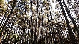 松,森林,樹木