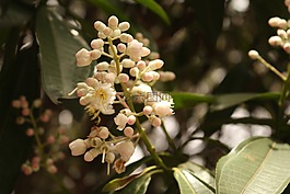 鮮花,自然,花