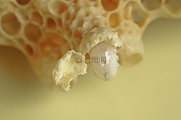 蜜蜂,女王池打開,皇后