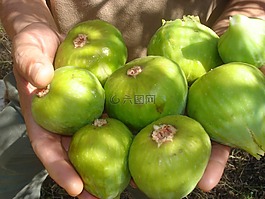無(wú)花果,ouazzane,水果