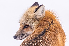 紅狐,野生動物,雪