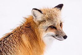 紅狐,野生動物,雪