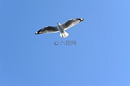飆升,鳥,飛行