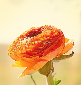 花,開花,花瓣