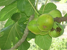 無(wú)花果,ouazzane,karmos
