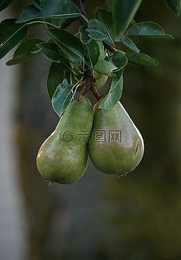 梨,水果,掛