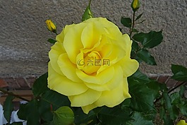 玫瑰,花,薔薇花