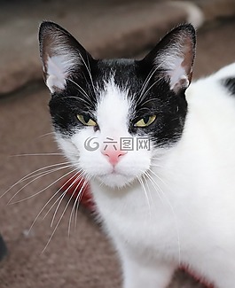 可愛,動(dòng)物,寵物