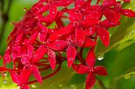 花,紅,露珠