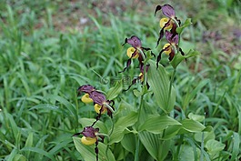 花,蘭花,frauenschuh
