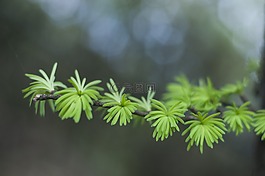 雪杉,嫩芽,綠色