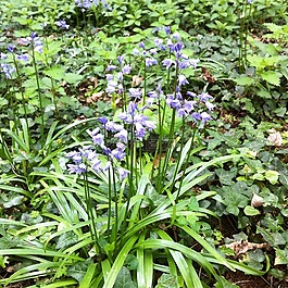 風(fēng)鈴,鮮花,藍(lán)色