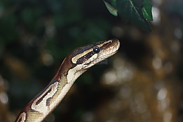 蛇,球 python,python 麗君