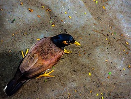 八哥鳥,歐椋鳥,鳥