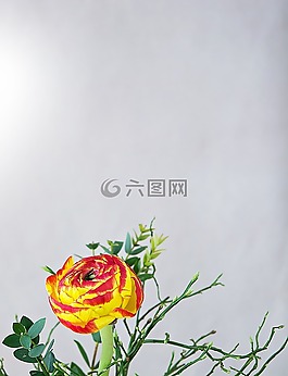 花,毛茛屬植物,開花