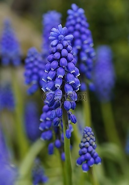 風(fēng)信子,花,藍(lán)色