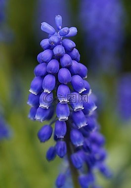 風(fēng)信子,開花,花