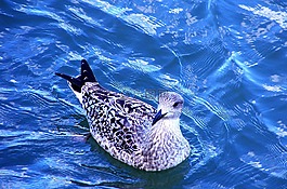鳥(niǎo),水,自然