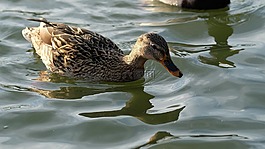 池塘,野鴨,水鳥