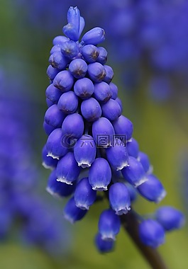 風(fēng)信子,開花,花