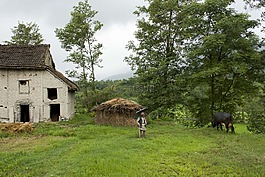 國家,農(nóng)村,水牛