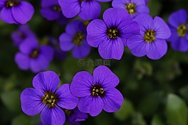 藍(lán)色的枕頭,花園,觀賞植物