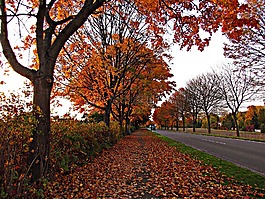 秋,紅色,方式