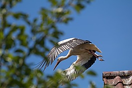鳥,性質(zhì),動物世界