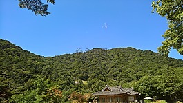 森林,寺,宝塔