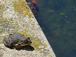 青蛙,筏,水
