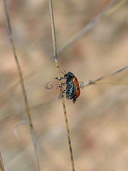 斑蝥 quadripunctata,瓢虫,甲壳虫 meloideo