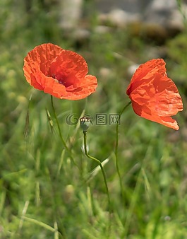 罌粟,花,性質(zhì)