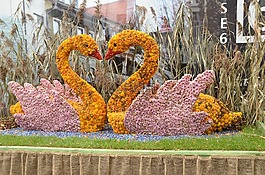 lahr,chrysanthema,鮮花