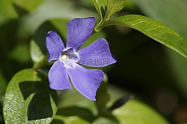 花,紫,明星